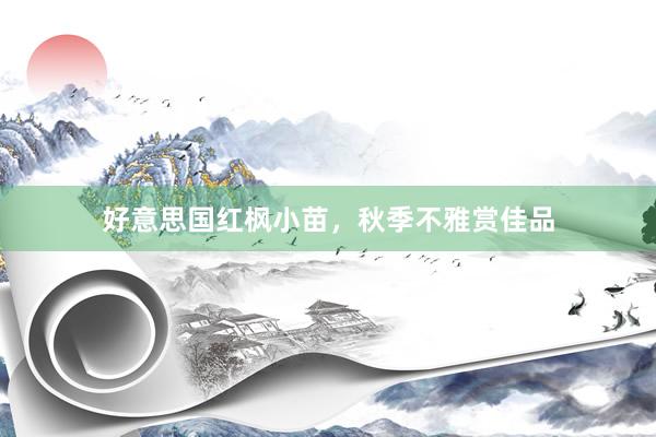 好意思国红枫小苗，秋季不雅赏佳品